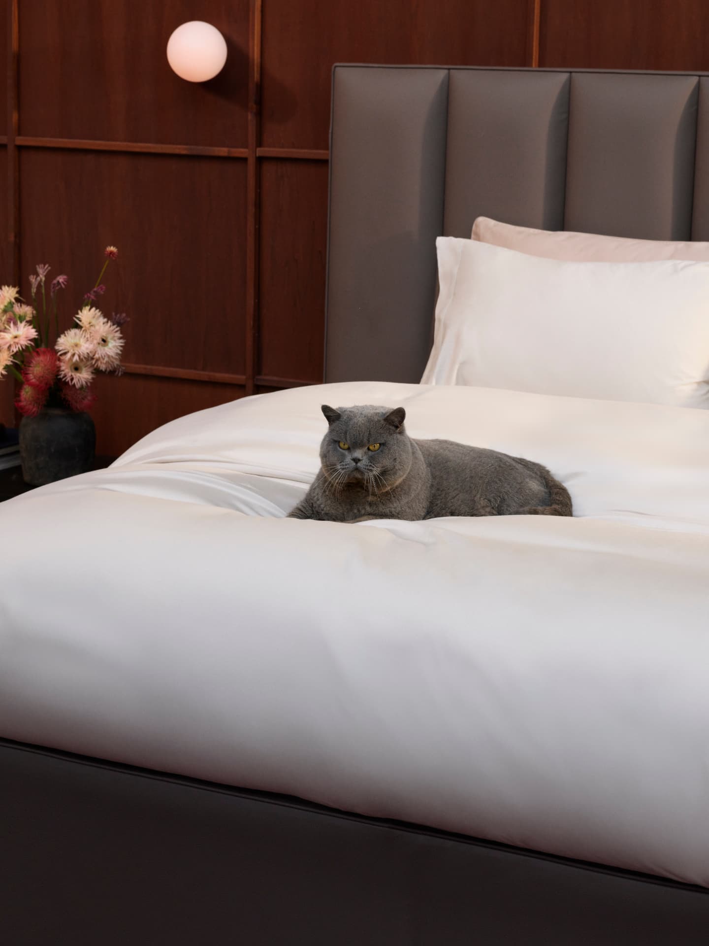 A British Shorthair cat resting on a Luxe Collection bed dressed in silk-soft bedlinen